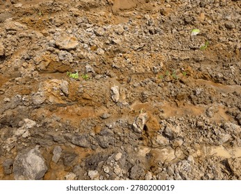 soil layer section of acid soil.