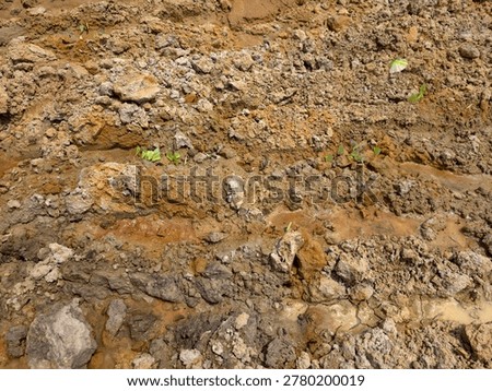 soil layer section of acid soil.