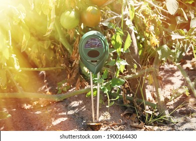 Soil Measurements With A Digital Device. Green Plants Measure PH And Soil Moisture. High Tech Agriculture Concept. Blueberries And Strawberries. Plant Diseases.
With Sunbeams