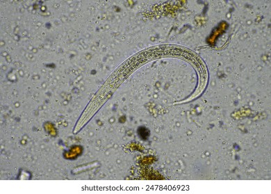 soil microbe organisms in a soil sample from forest on a regenerative cropping and livestock farm 