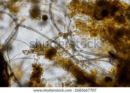 soil microbes organisms in a soil and compost sample, fungus and fungi and under the microscope in regenerative agriculture. in australia.	