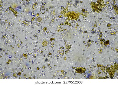 soil microbes under the microscope. microorganisms with fungus in compost