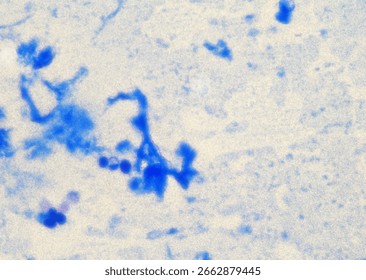soil microorganisms under a microscope including amoeba, flagellates, nematodes, fungi, bacteria