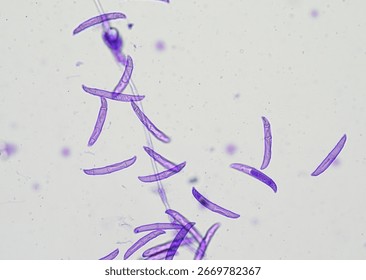 soil microorganisms under a microscope including amoeba, flagellates, nematodes, fungi, bacteria	