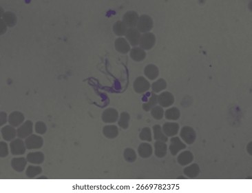 soil microorganisms under a microscope including amoeba, flagellates, nematodes, fungi, bacteria	