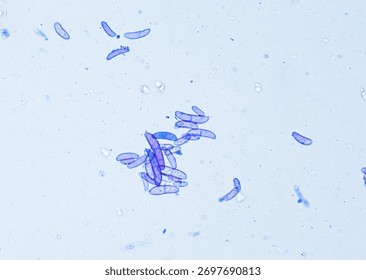 soil microorganisms under a microscope including amoeba, flagellates, nematodes, fungi, bacteria	