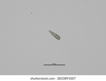 soil microorganisms under a microscope including amoeba, flagellates, nematodes, fungi, bacteria	