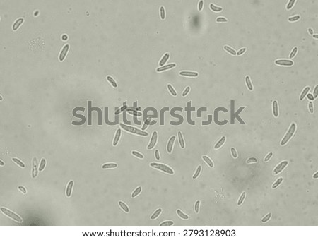 soil microorganisms under a microscope including amoeba, flagellates, nematodes, fungi, bacteria	