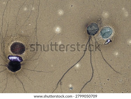 soil microorganisms under a microscope including amoeba, flagellates, nematodes, fungi, bacteria	
