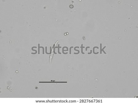 soil microorganisms under a microscope including amoeba, flagellates, nematodes, fungi, bacteria	