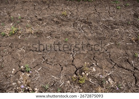 Soil patch texture. Close-up of dry cracked soil