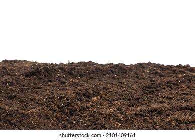 Soil Plant Isolated On White Background Stock Photo 2101409161 ...