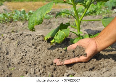 Soil Sample In Garden