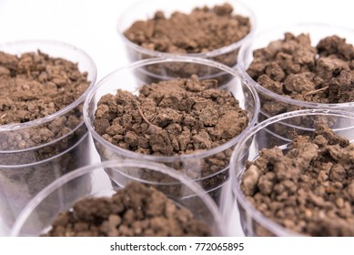 Soil Samples In The Lab