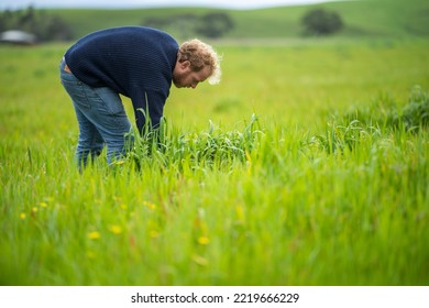 soil scientist agronomist farmer looking at pasture and grass in a field in spring. looking at growth of plants and soil health