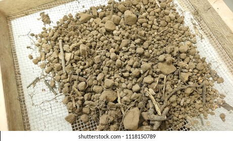 Soil With A Sieve (6 Mm); Soil Science; Soil Physics