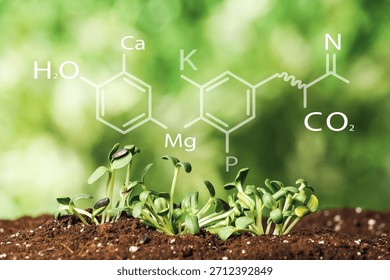 Soil with specified components and young plants growing in field
