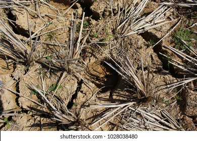 Soil surface in dry and cracked fields.