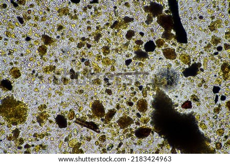 Soil under the microscopy, looking at sand, silt and clay and soil biology, amoebae, fungi, fungal, microbes and nematodes in a cattle farm in australia. 
