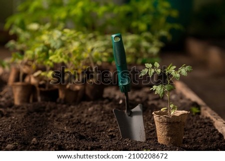 Soil with a young plant. Planting seedlings in the ground. There is a spatula nearby. The concept of agriculture and harvest. Close-up.