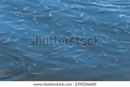The so-iuy mullet (Liza haematocheilus), a flock of young mullet feeding at the surface of the water in the Khadzhibey estuary, Ukraine