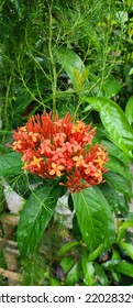 Soka Flower From Indonesia, East Java