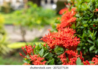 The Soka flower plant or red Ixora chinensis, commonly known as Chinese ixora flowers petal. Ixora coccinea in the garden. Selective focus. blurred background.