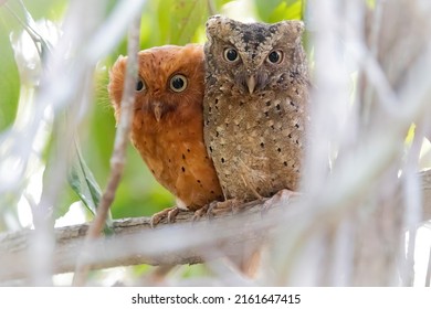 Sokoke Scops Owl Pair From Arabuko Sokoke Forest In Kenya