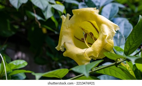 Solandra Cup Of Gold Vine Flower Vines Are Bright Yellow