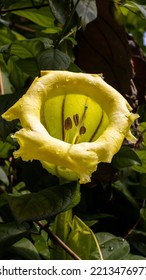 Solandra Cup Of Gold Vine Flower Vines Are Bright Yellow