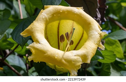 Solandra Cup Of Gold Vine Flower Vines Are Bright Yellow