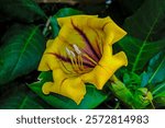 Solandra maxima is a flowering plant in the Solanaceae family. It is also known as cup of gold vine, golden chalice vine, Copa de Oro, or Hawaiian lily.