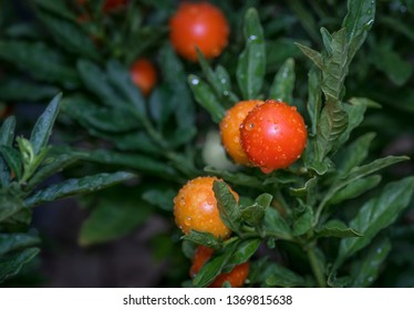 Madeira Winter Cherry High Res Stock Images Shutterstock