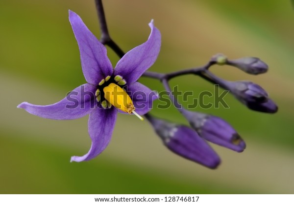 Solanum Dulcamara Stock Photo Edit Now