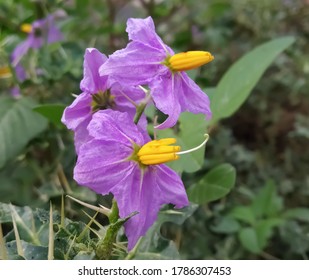 ナス科の植物 Images Stock Photos Vectors Shutterstock