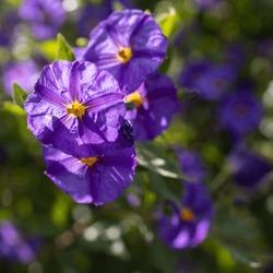 Solanum Is A Large And Diverse Genus Of Flowering Plants, Which Include Three Food Crops Of High Economic Importance: The Potato, The Tomato And The Eggplant.