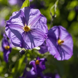 Solanum Is A Large And Diverse Genus Of Flowering Plants, Which Include Three Food Crops Of High Economic Importance: The Potato, The Tomato And The Eggplant.