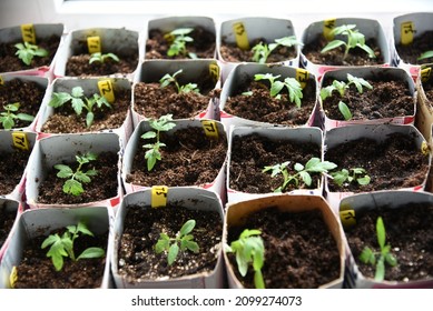 Solanum Lycopersicum: Tomato Seedlings Grow In A Pot At Home