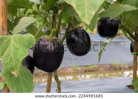 Solanum melongena, Black Beauty Eggplant growing in a greenhouse.