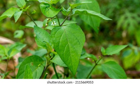 Solanum nigrum, the European black nightshade or simply black nightshade or blackberry nightshade, is a species of flowering plant in the genus Solanum.