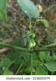 Solanum nigrum, the European black nightshade or simply black nightshade or blackberry nightshade, is a species of flowering plant