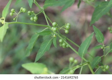 Solanum nigrum or known as black nightshade or blackberry nightshade