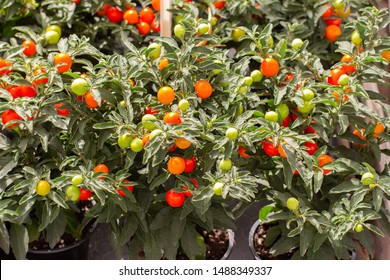 ナス科の植物 の画像 写真素材 ベクター画像 Shutterstock