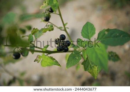 Solanum ptychanthum, the West Indian nightshade or eastern black nightshade, is an annual or occasionally perennial plant in the Solanaceae family