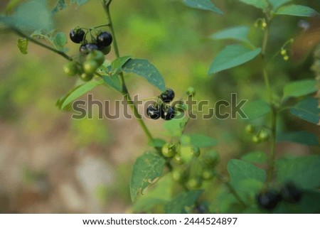 Solanum ptychanthum, the West Indian nightshade or eastern black nightshade, is an annual or occasionally perennial plant in the Solanaceae family