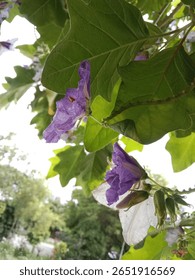 solanum wrightii benth flower pattern or Brazilian potato-tree flower on the planet 