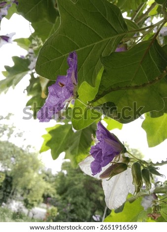 solanum wrightii benth flower pattern or Brazilian potato-tree flower on the planet 