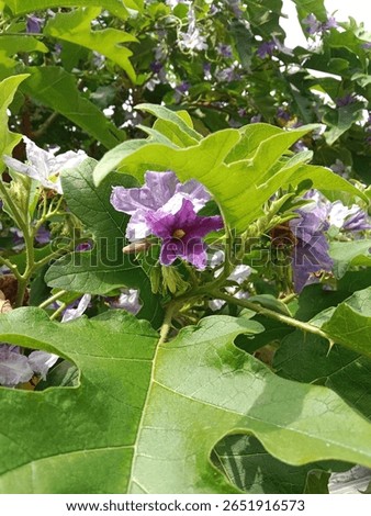 solanum wrightii benth flower pattern or Brazilian potato-tree flower on the planet 