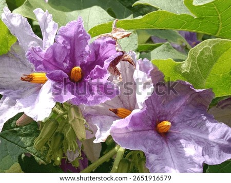 solanum wrightii benth flower pattern or Brazilian potato-tree flower on the planet 