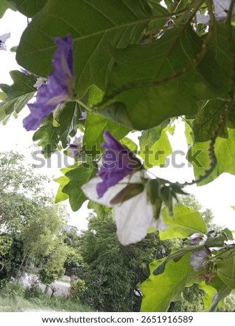 solanum wrightii benth flower pattern or Brazilian potato-tree flower on the planet 